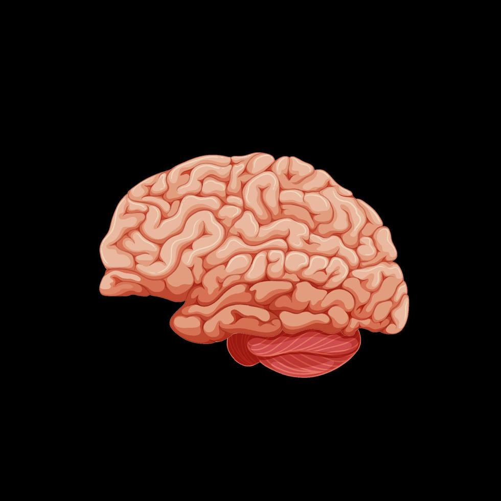 órgano interno humano con cerebro vector
