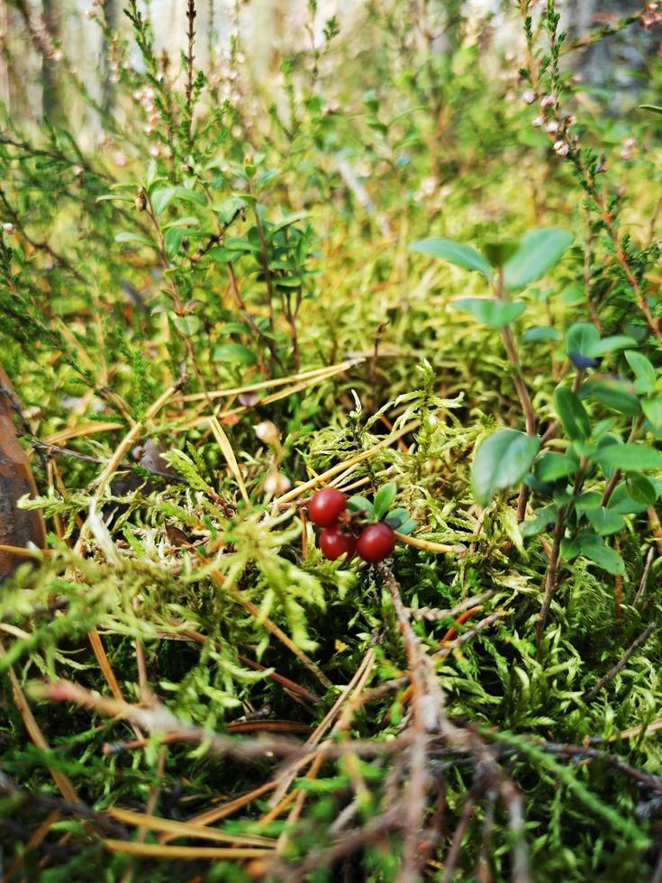 Red lingonberry berry photo