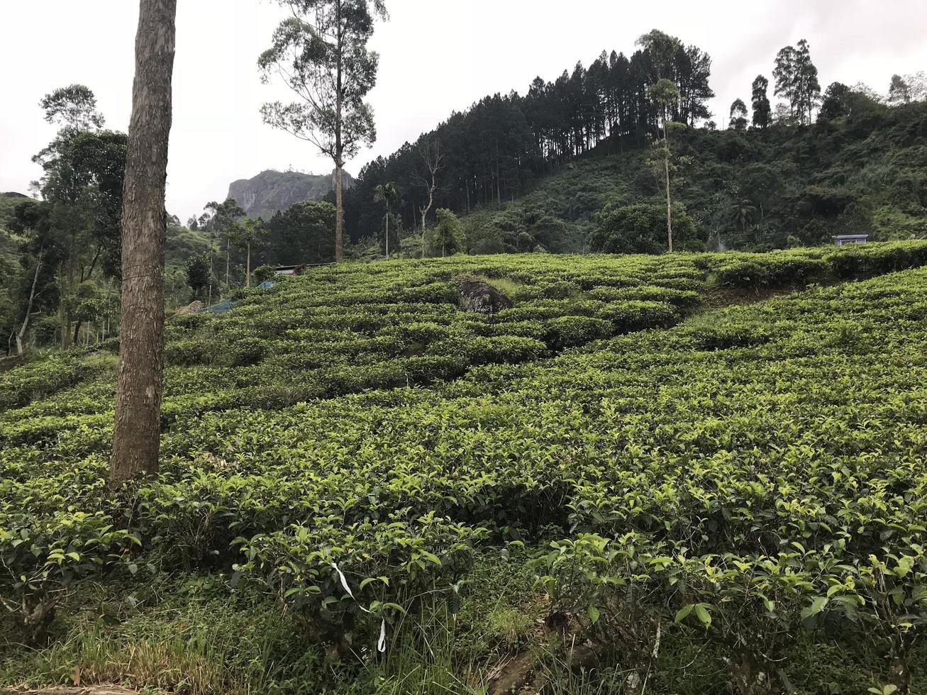 tea plantations in sri lanka photo