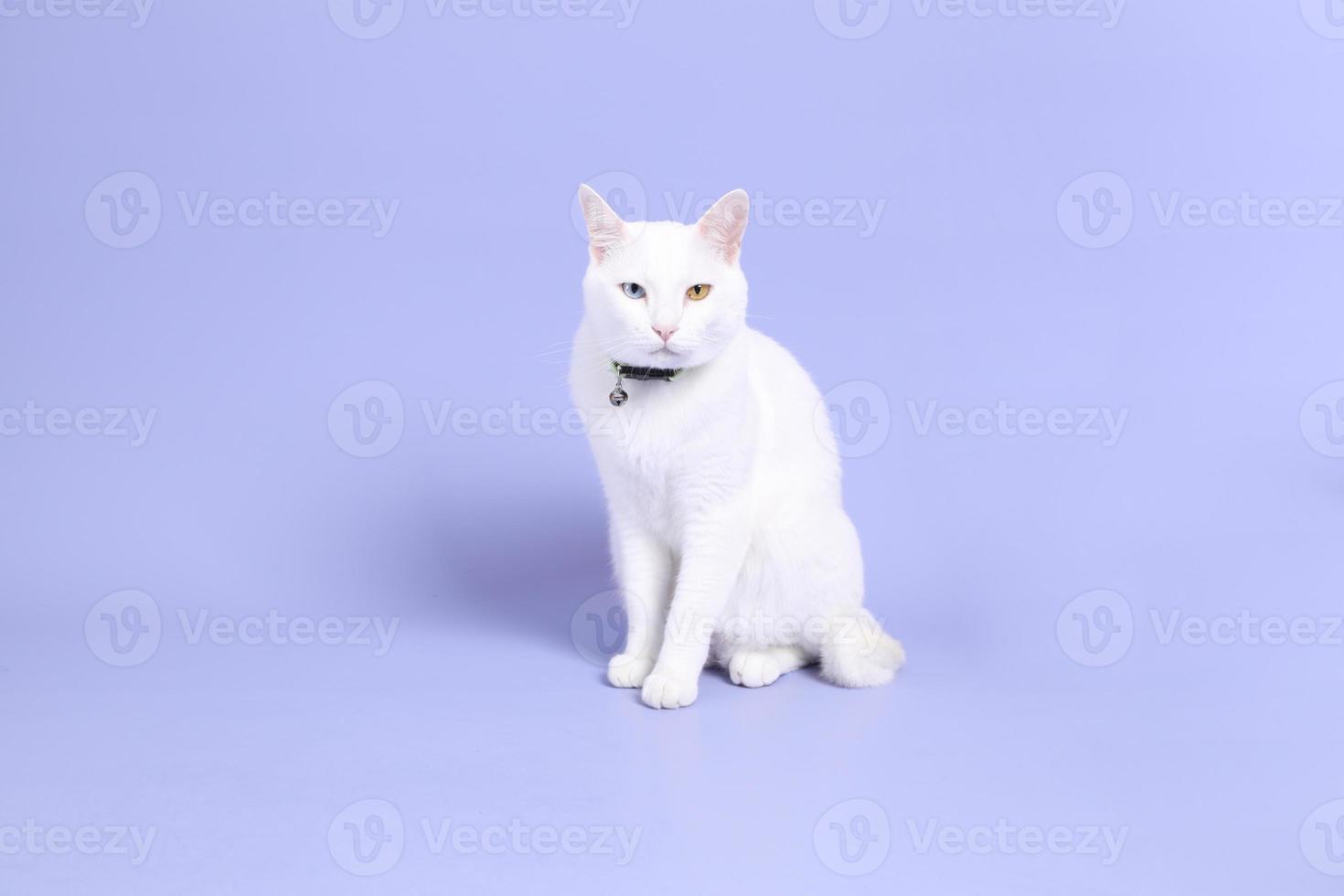 gato en morado foto