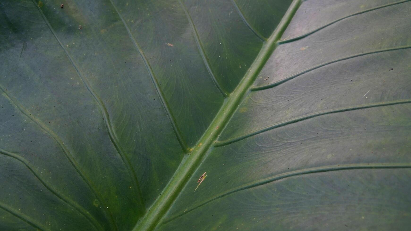 Green leaf nature concept tropical background pattern texture in high resolution photo