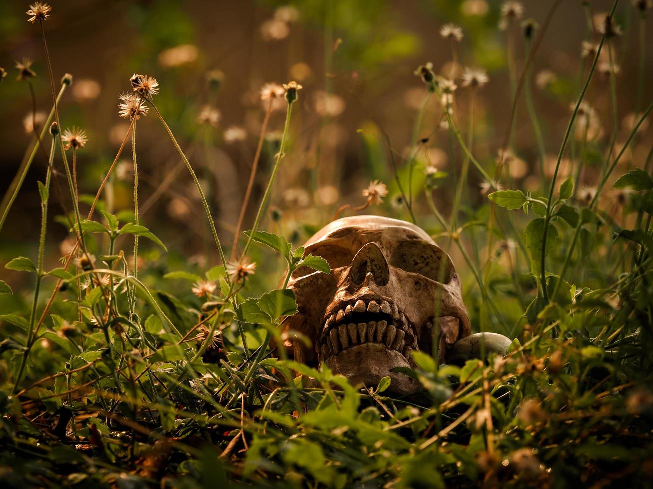 The still life of a long deceased human skull, located in the middle of a forest photo