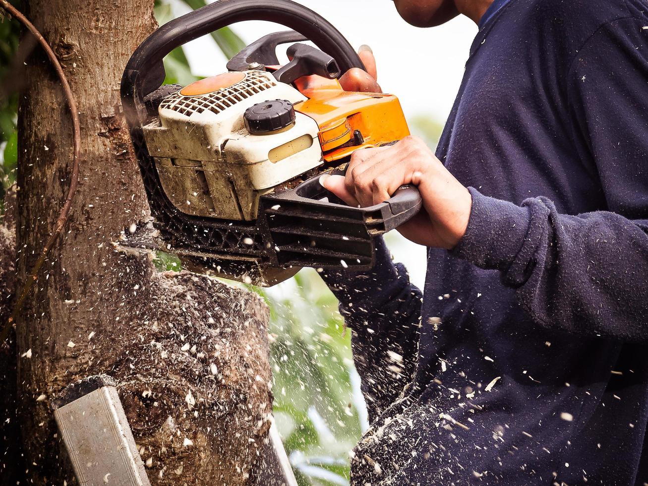 The gardener is using a chainsaw to prune trees photo