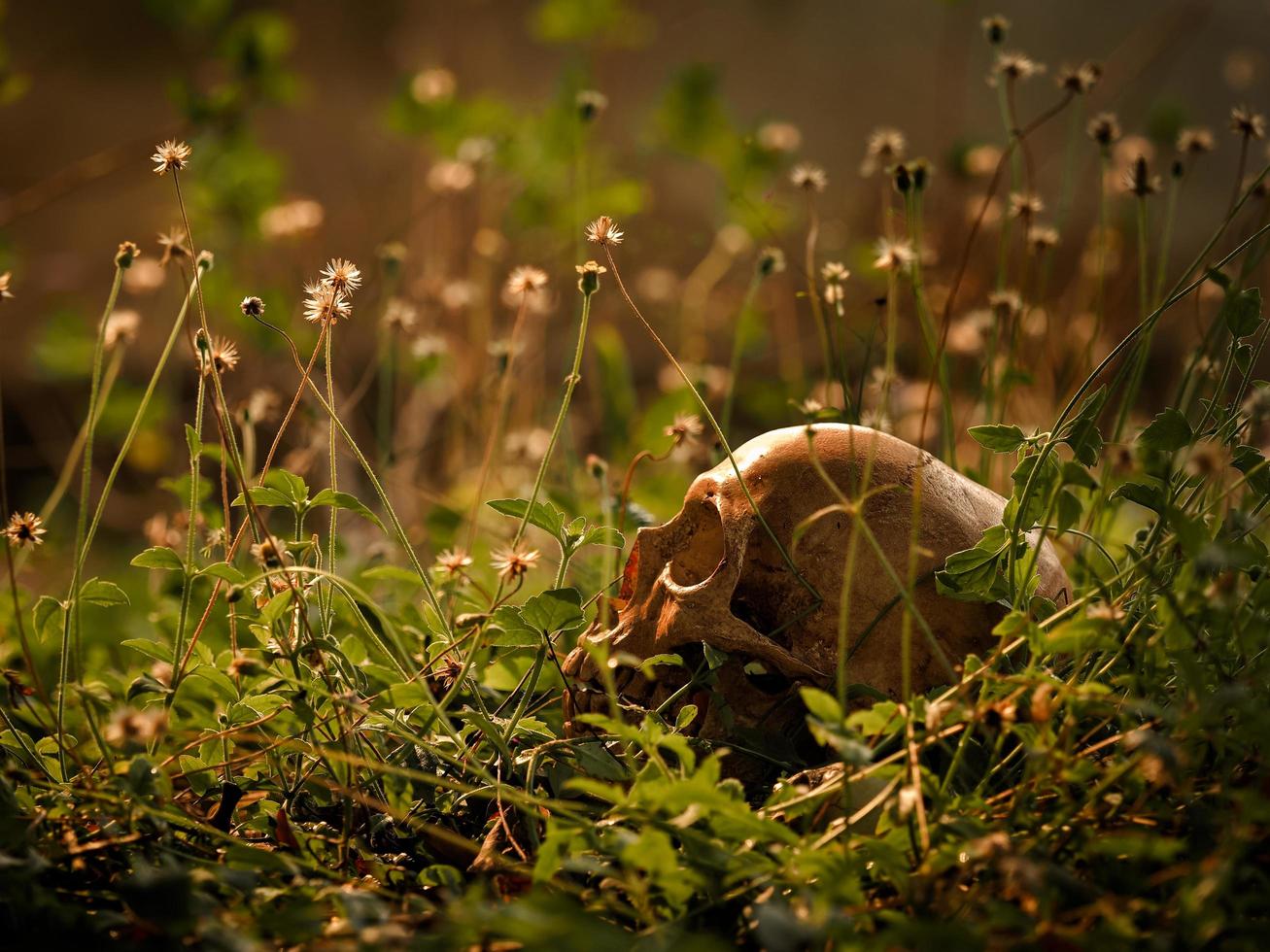 The still life of a long deceased human skull, located in the middle of a forest photo