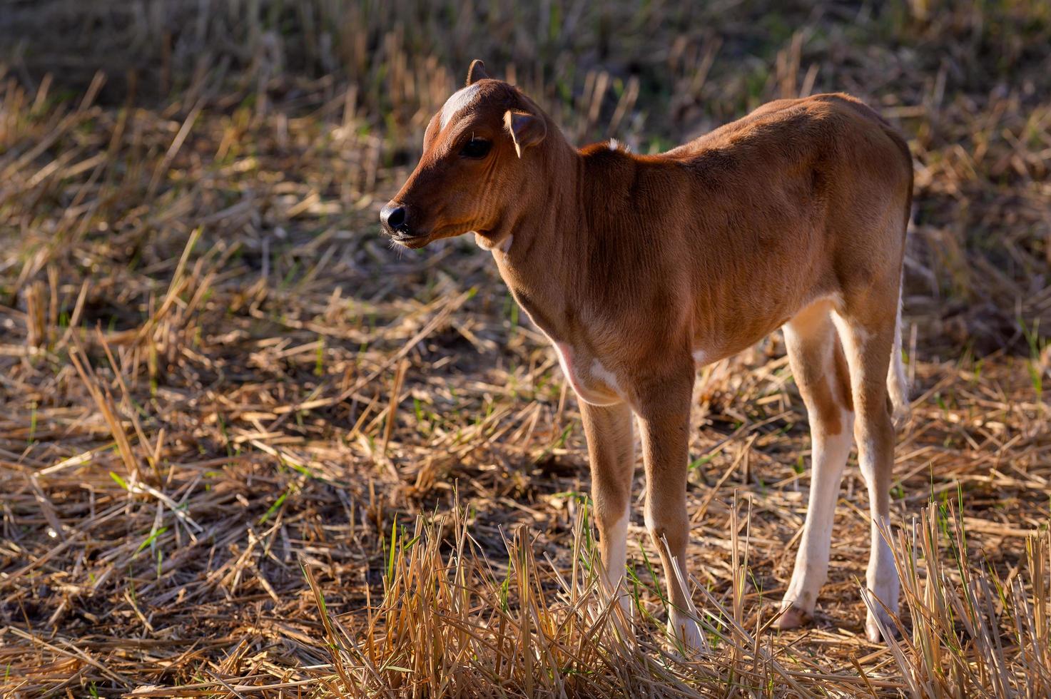 A newly born native calf feeds on rice straw in harvested fields photo