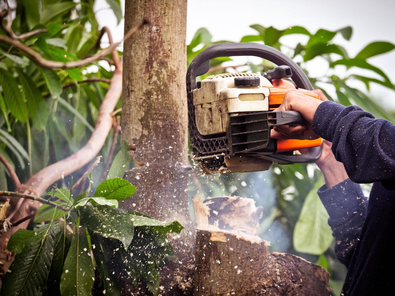 The gardener is using a chainsaw to prune trees photo