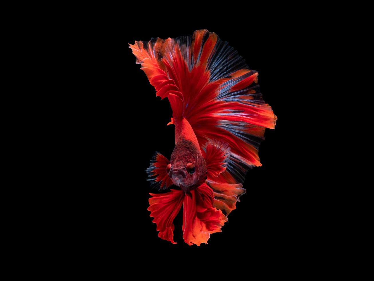 Action and movement art of beautiful Thai fighting fish on a black background photo