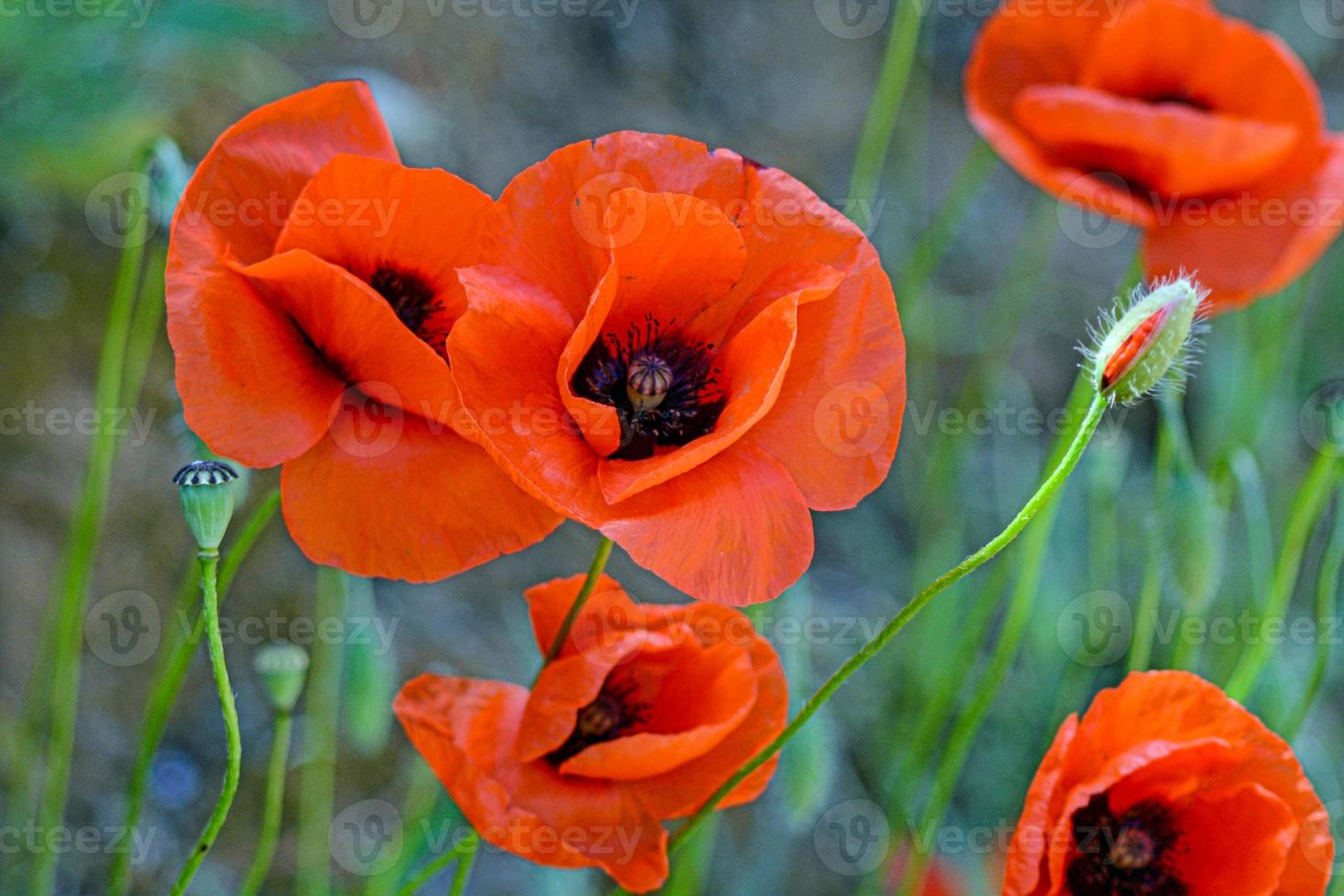 amapola roja al sol foto