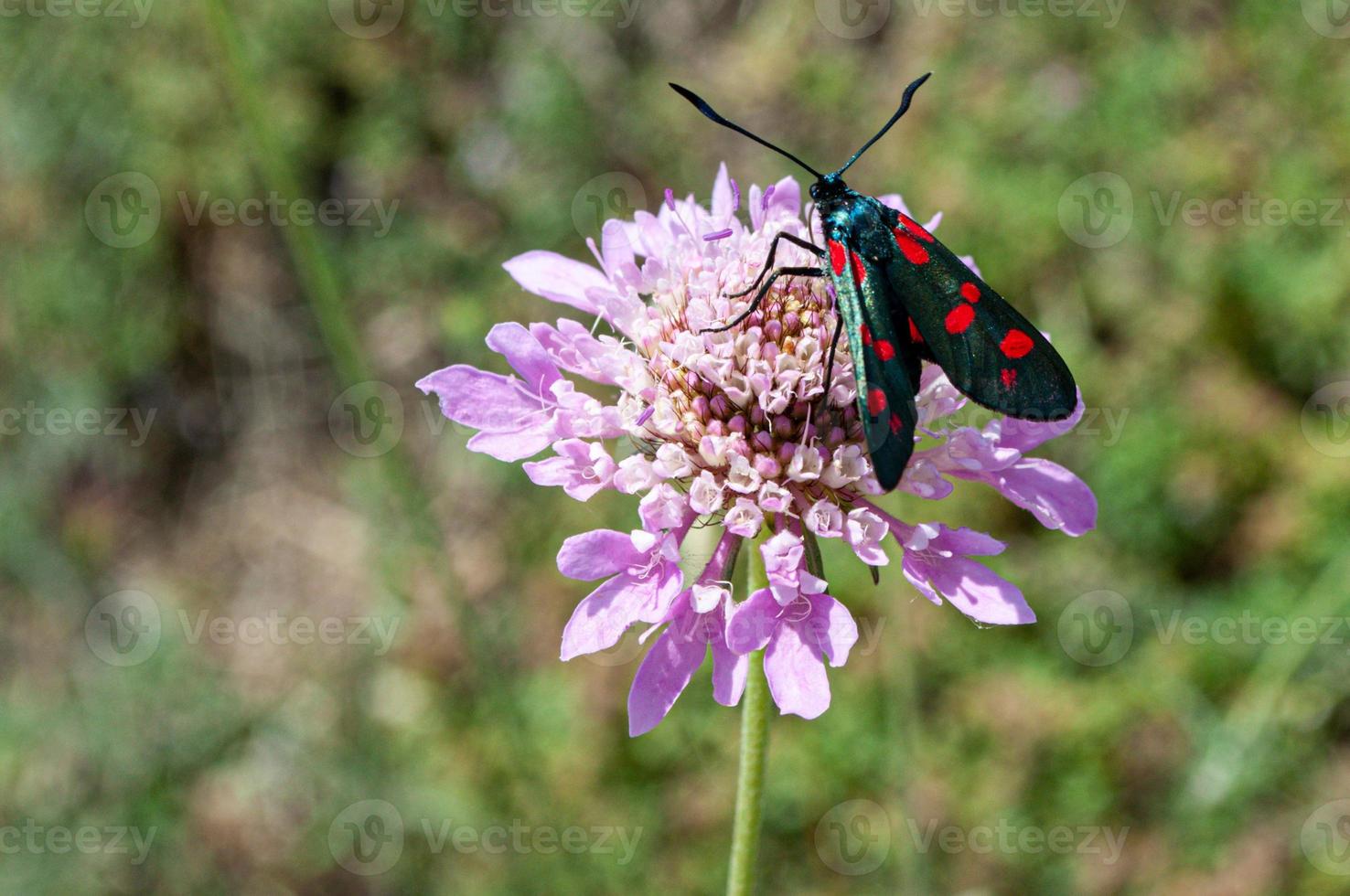 primer plano de flor azul con mariposa foto