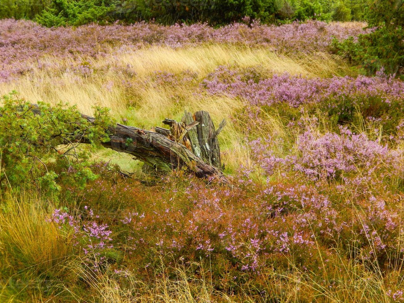 flores en el campo foto