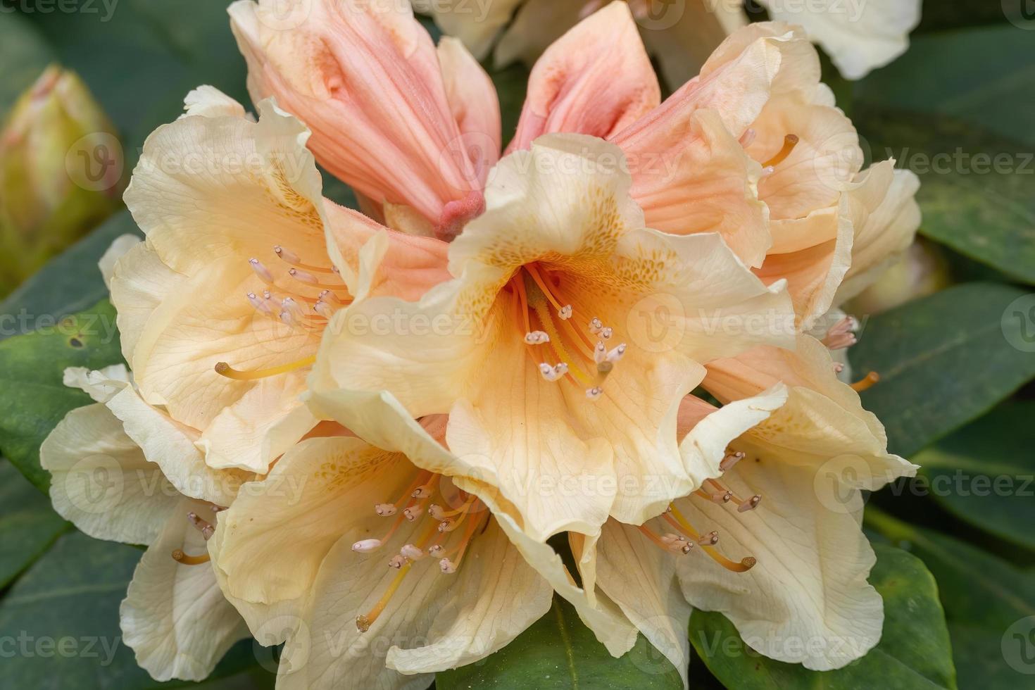 Flower of a rhododendron in May photo