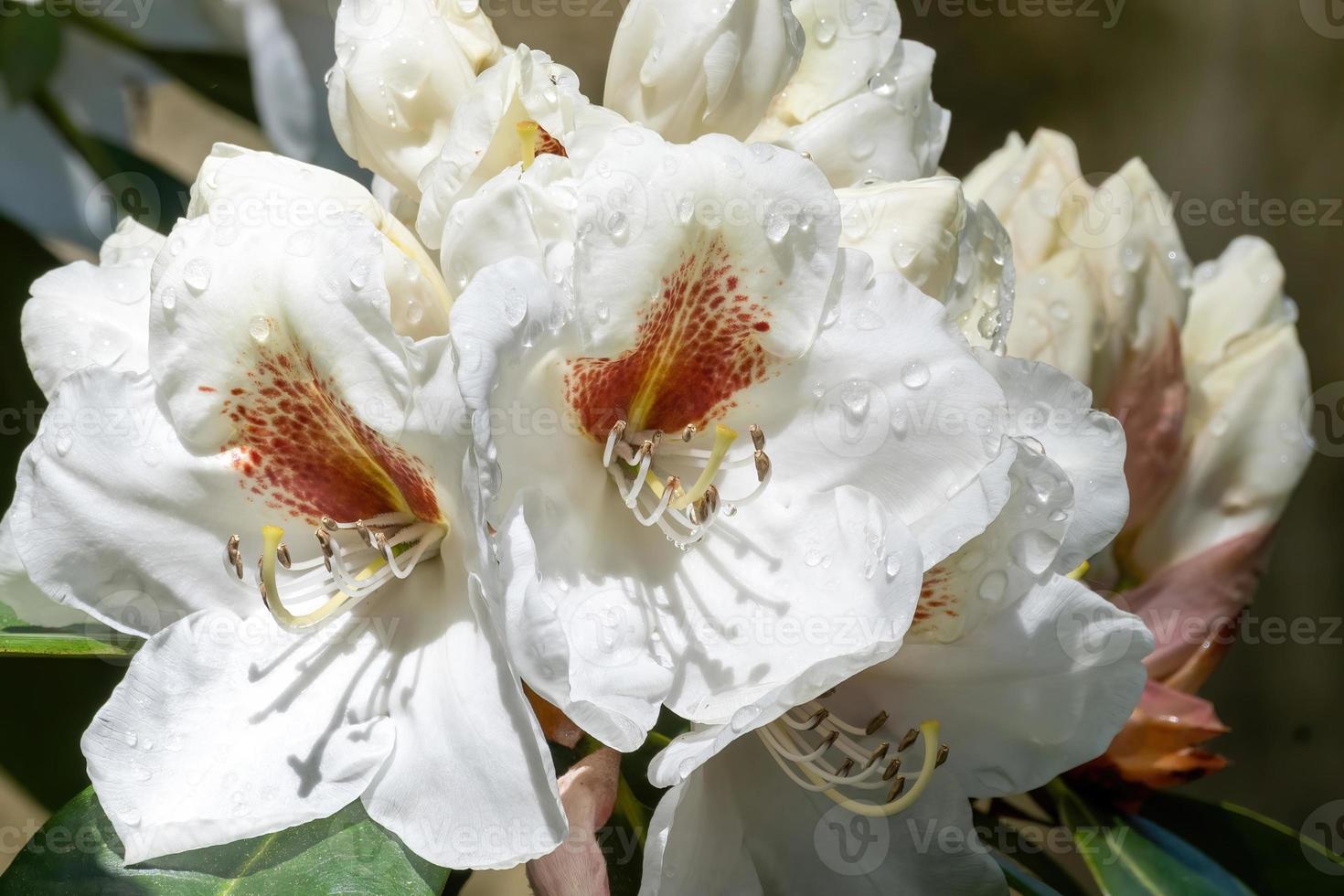 Flower of a rhododendron in May photo