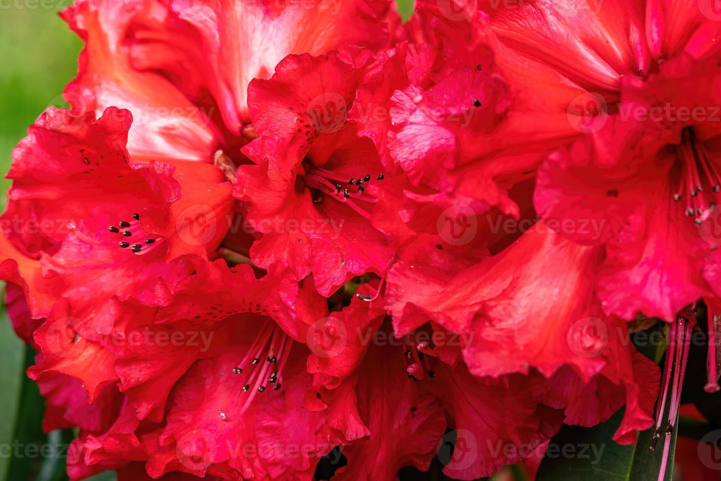 Flower of a rhododendron in May photo