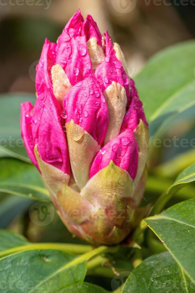 Flower of a rhododendron in May photo