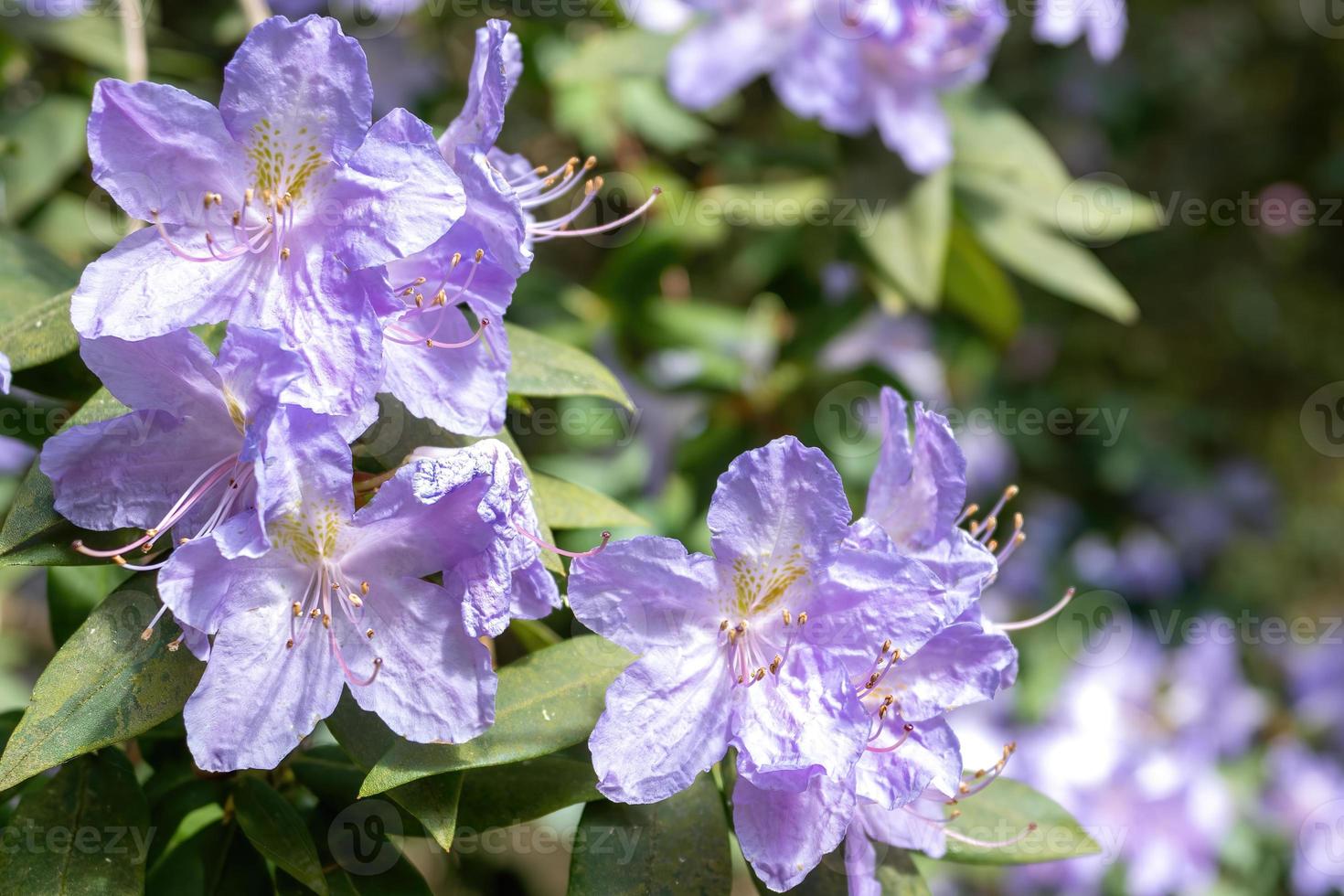 Flower of a rhododendron in May photo