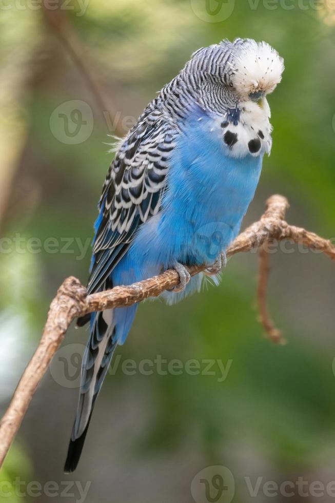 blue bird on a tree photo