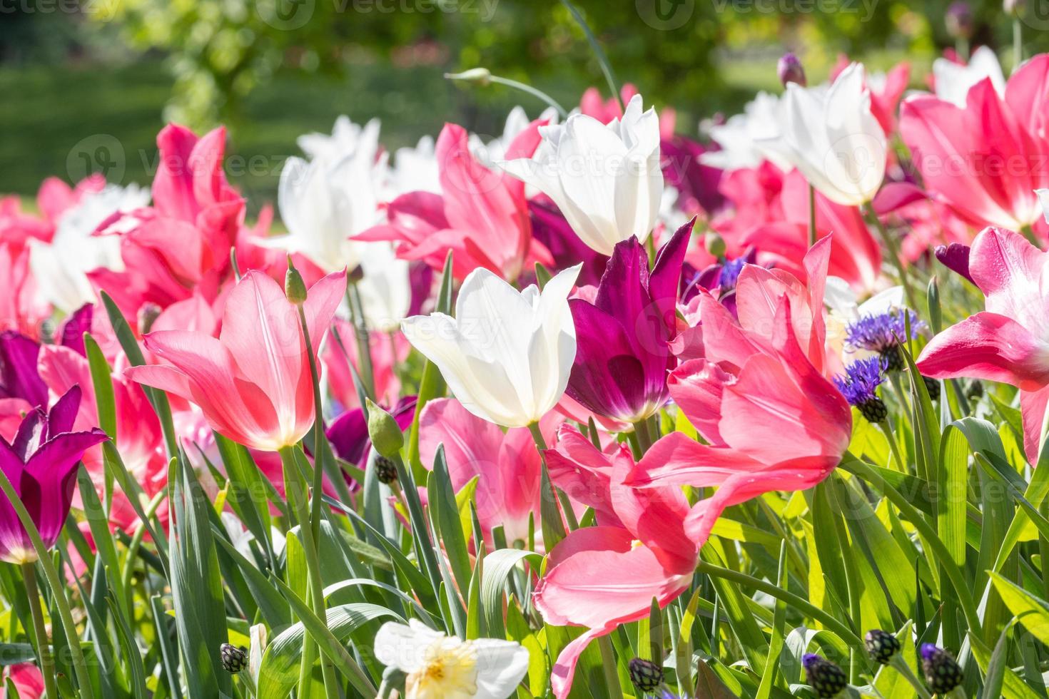 red and white tulips photo