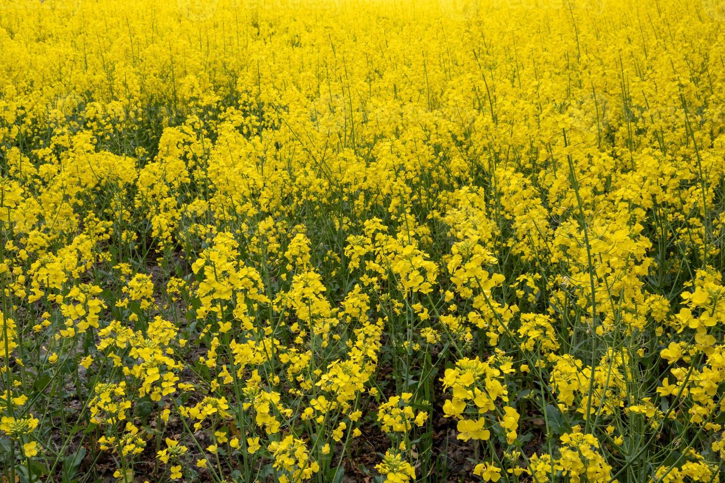 field of yellow rapeseed photo
