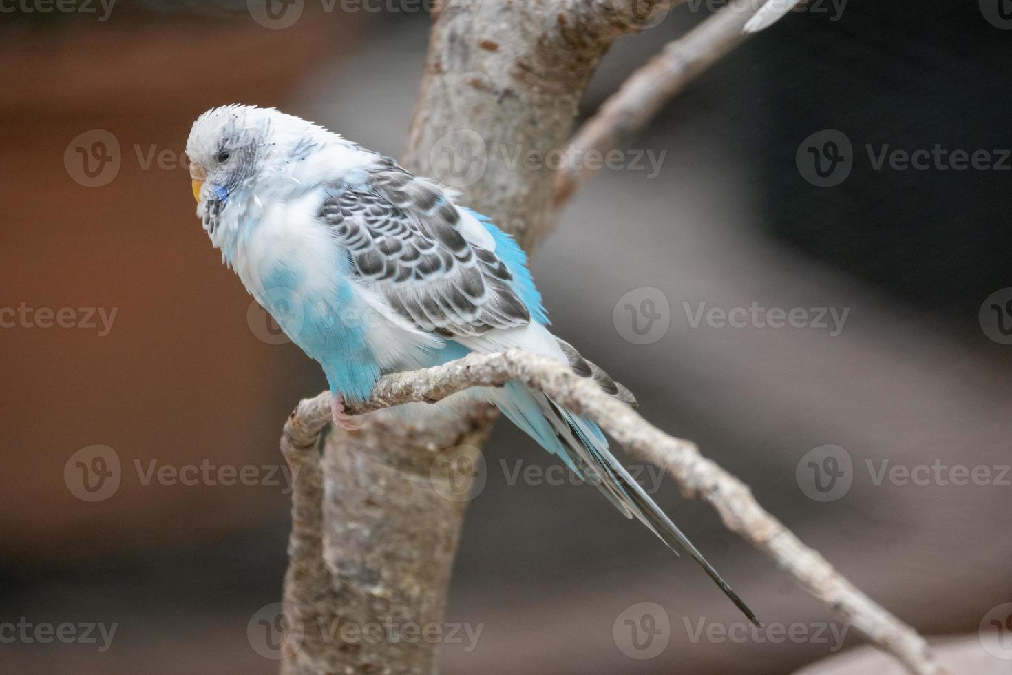 pájaro azul en un árbol foto