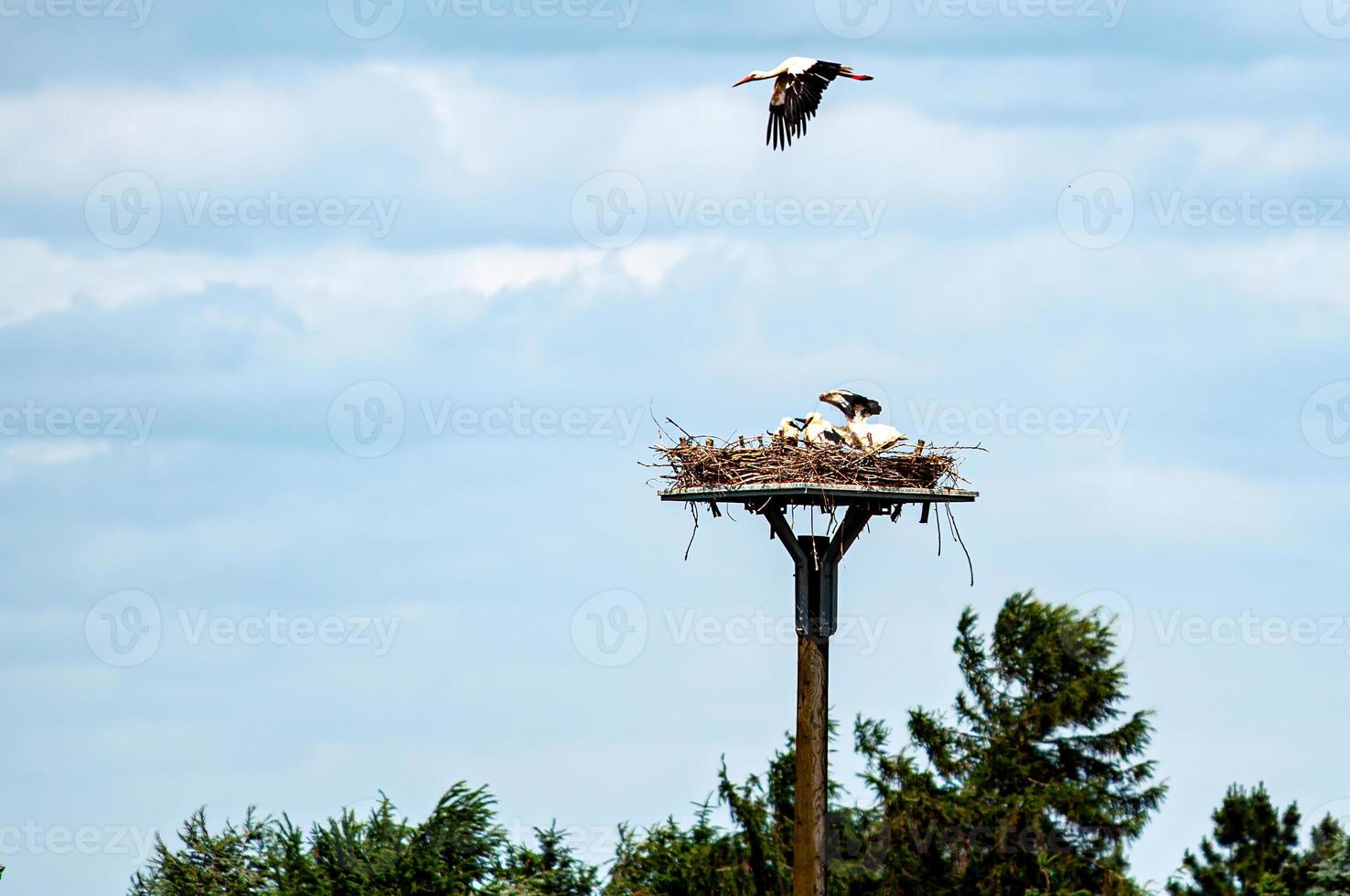 stork nest on the pole photo