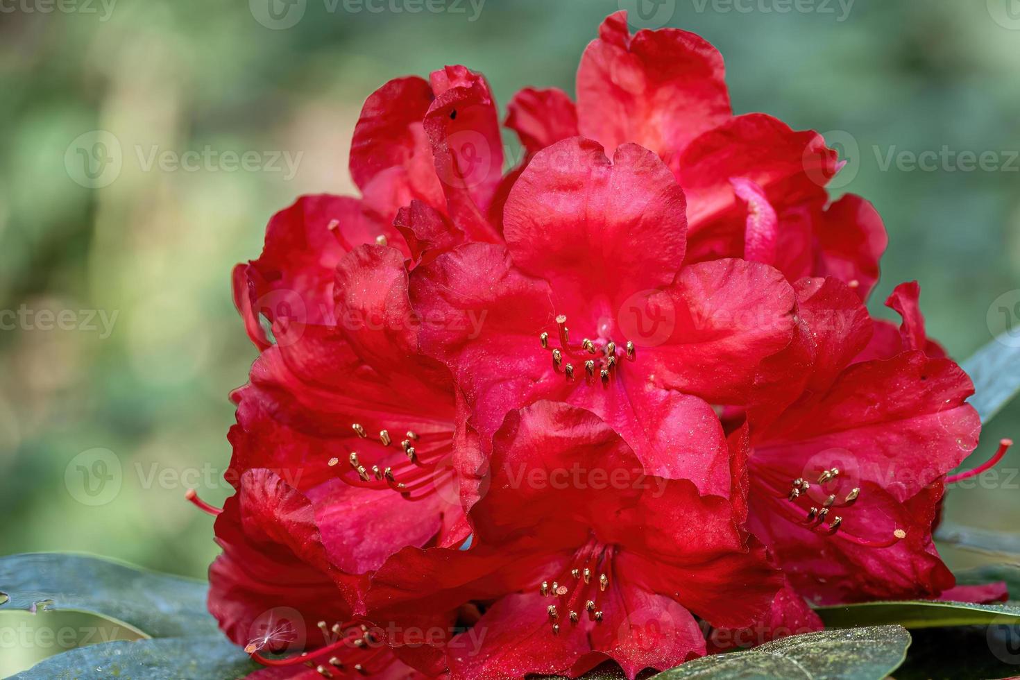Flower of a rhododendron in May photo