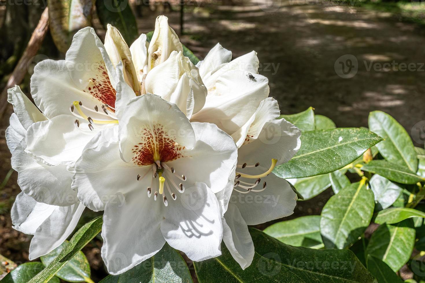 Flower of a rhododendron in May photo