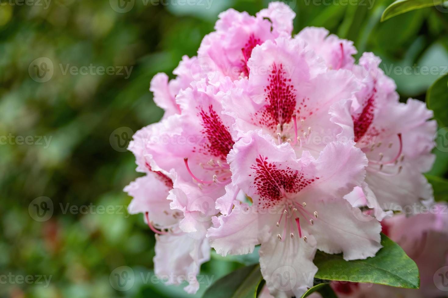 flor de un rododendro en mayo foto