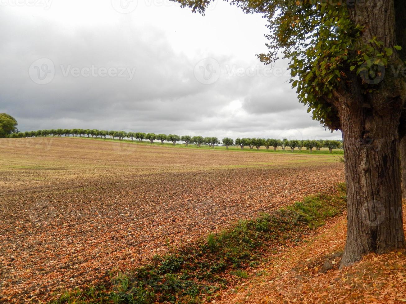 a line of trees in the background of a field photo