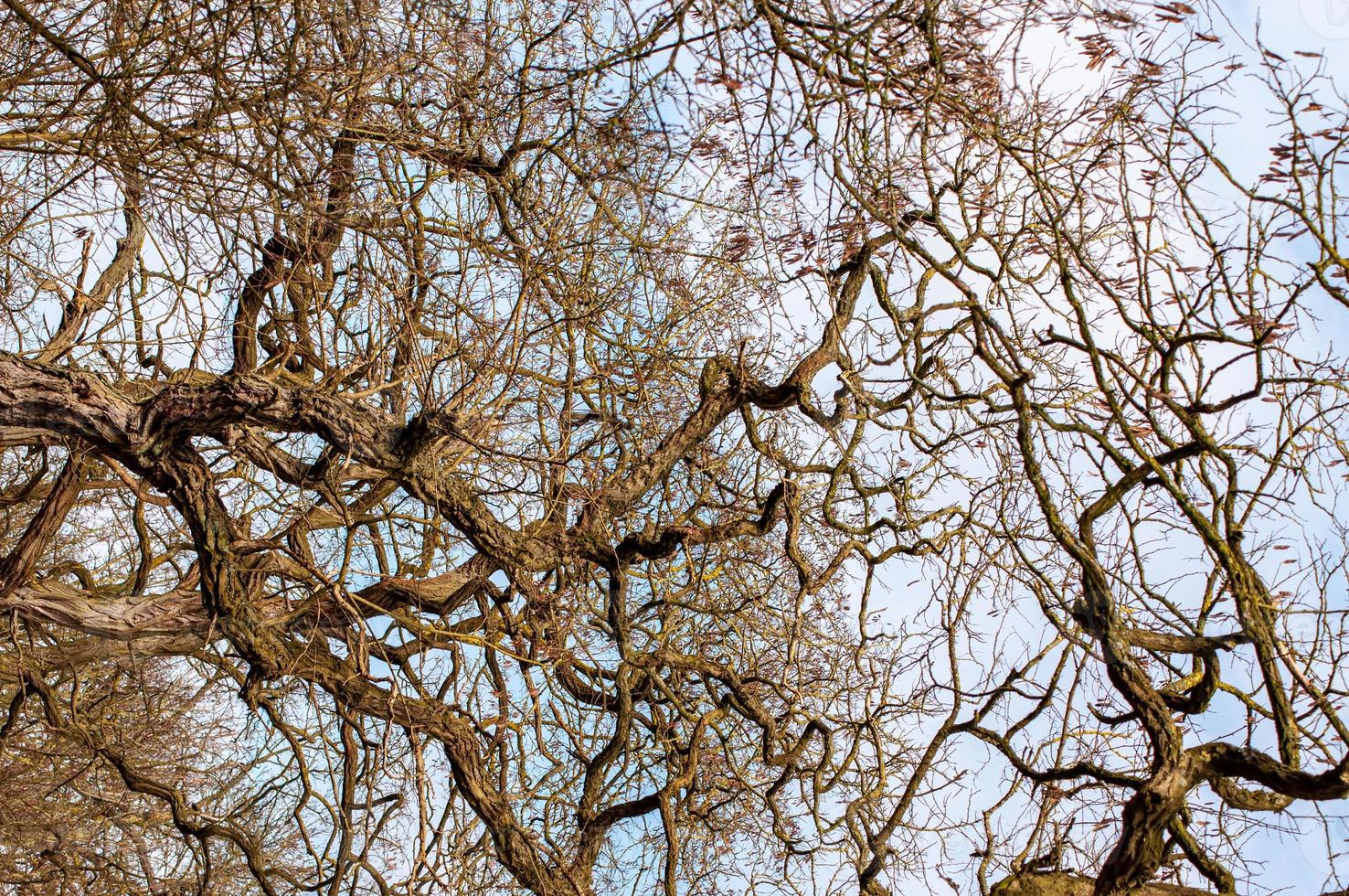 closeup of a tree in the sun photo