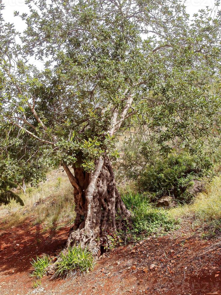olive tree in Italy photo