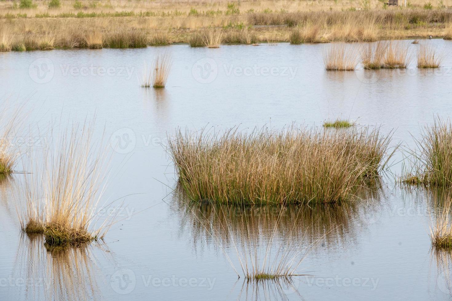 cañas en el agua foto