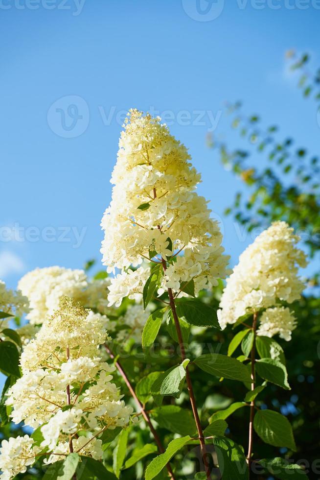 White hydrangea paniculata in summer, blue sky background photo