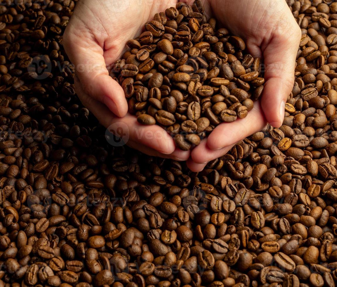 manos de mujer sosteniendo en un montón de un gran puñado de granos de café en el fondo del café foto