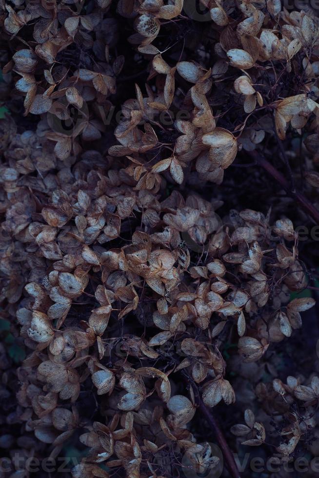 Moody dark art floral photo with little dried flowers of hydrangea on dark