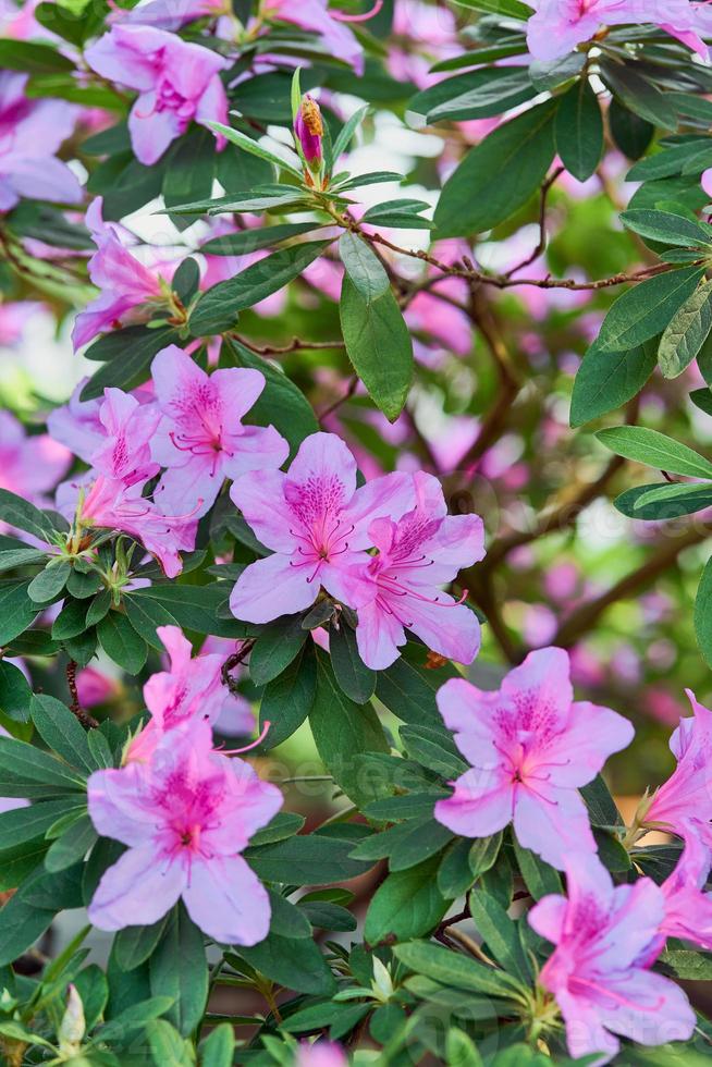 Flowers bloom azaleas, pink rhododendron buds on green background photo