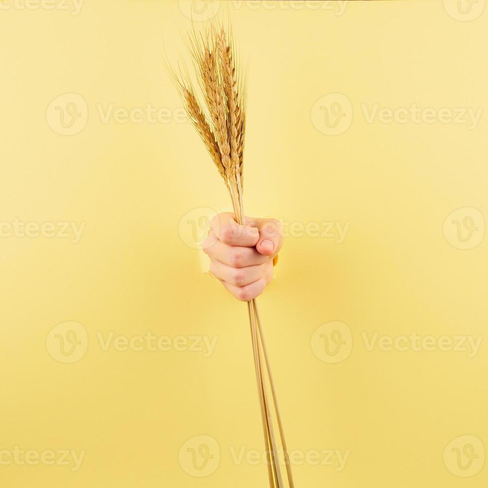 Unrecognizable person holding spikelet on pastel yellow background photo