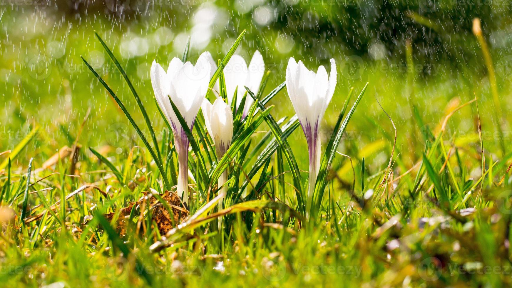 Crocus flowers on meadow in the sunshine in the rain, light drizzle in summer. Long width banner photo