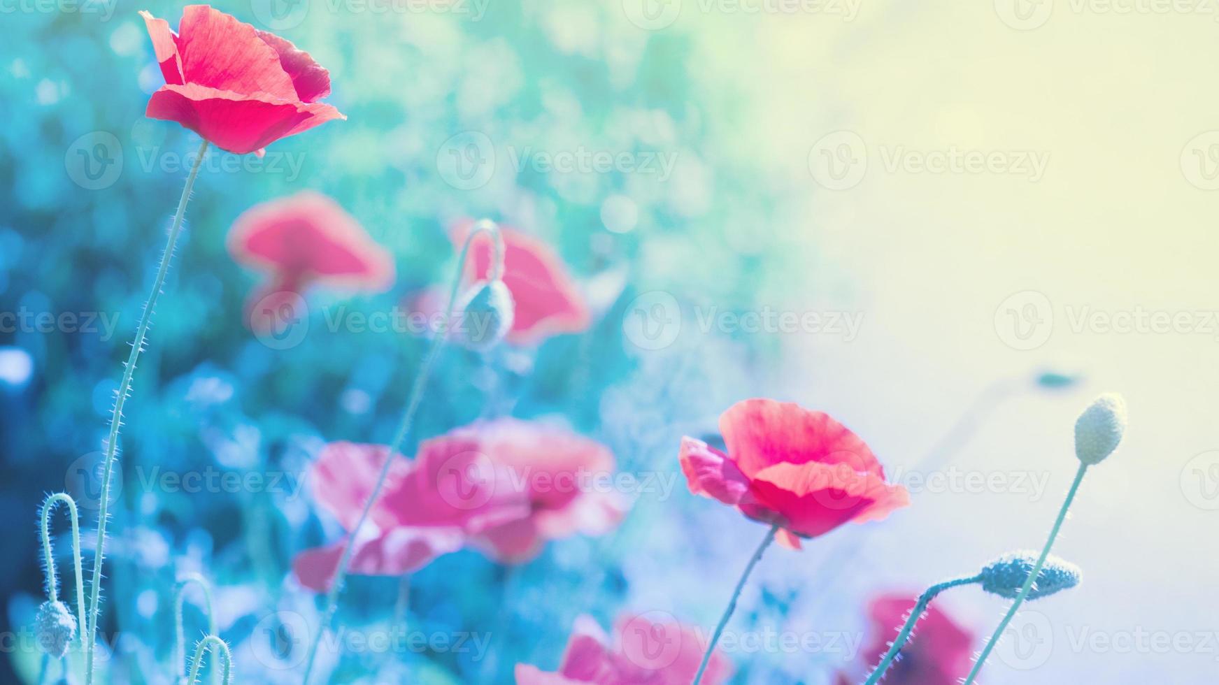 flores de amapola en luz suave con bokeh y filtros, primavera floral o fondo de verano. foto