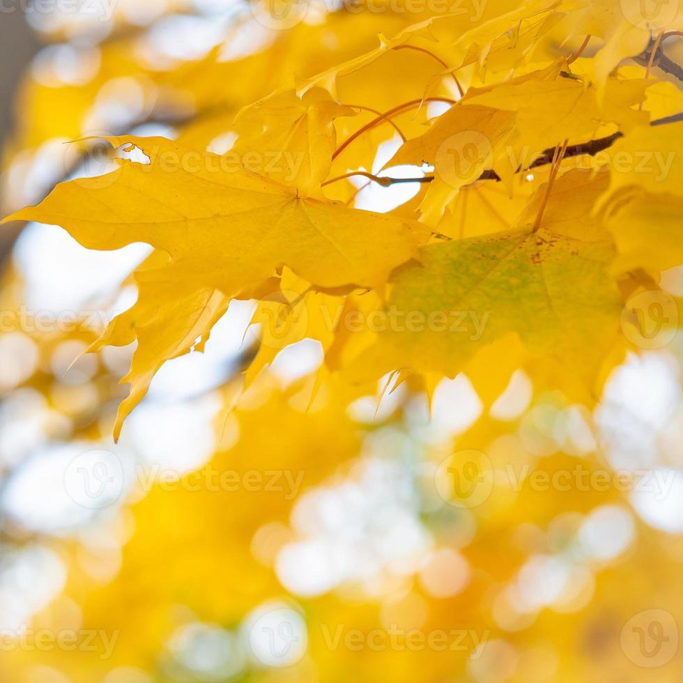 autumn abstract background of bright yellow and green leaves photo