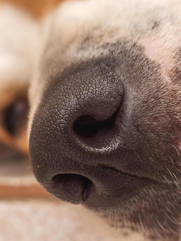 Chiang Mai, Thailand 2022. Macro or closeup shot of dog's nose. photo