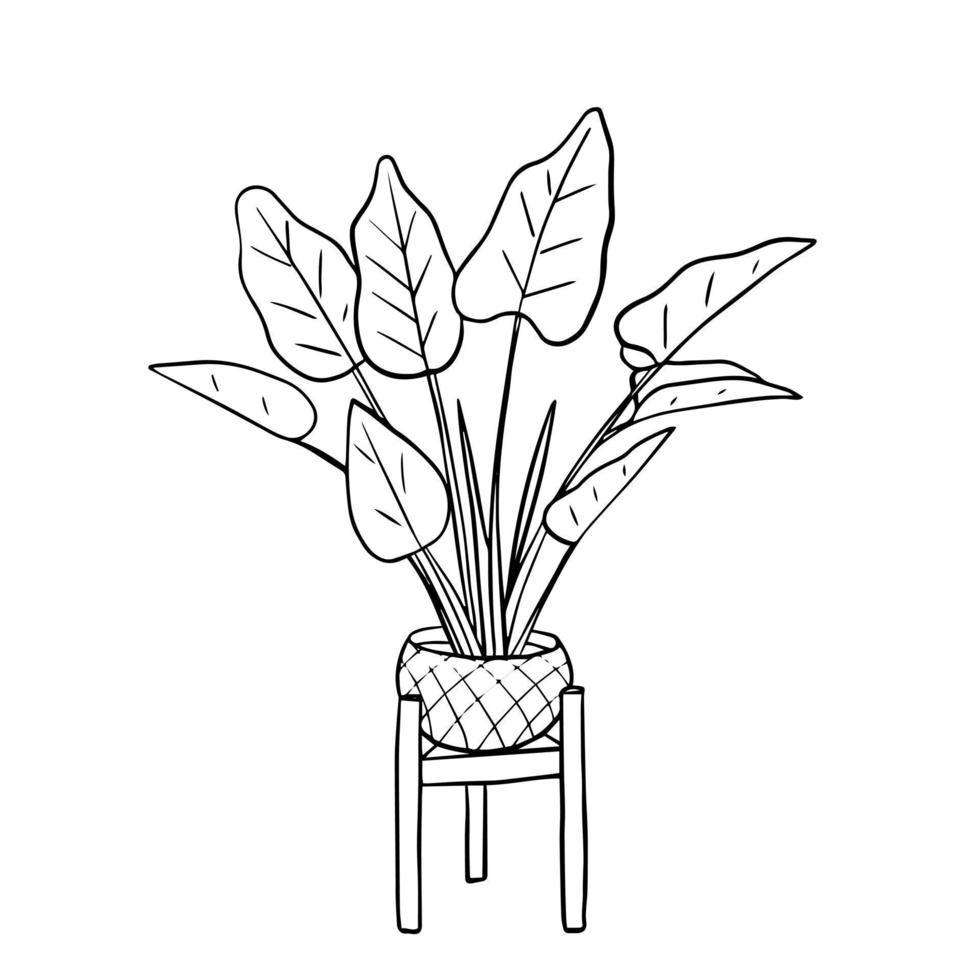 Indoor potted palm tree. Sketch, the outline of a plant in a hand-drawn doodle style vector