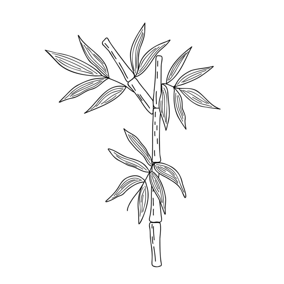 Bamboo leaves simple linear style vector illustration, traditional japanese plant, oriental decorative ornament for design, greeting card, template, banner, zen concept