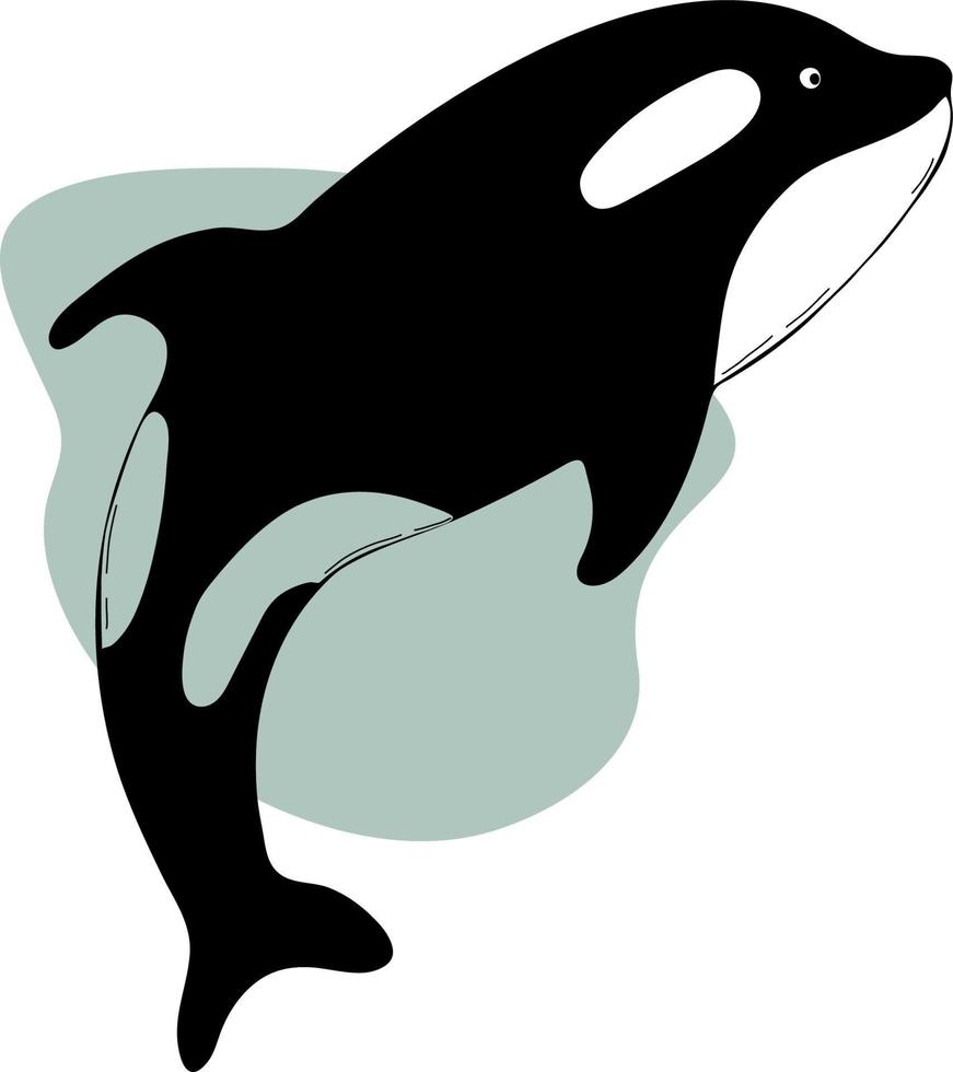 cute Great killer whale. Vector illustration