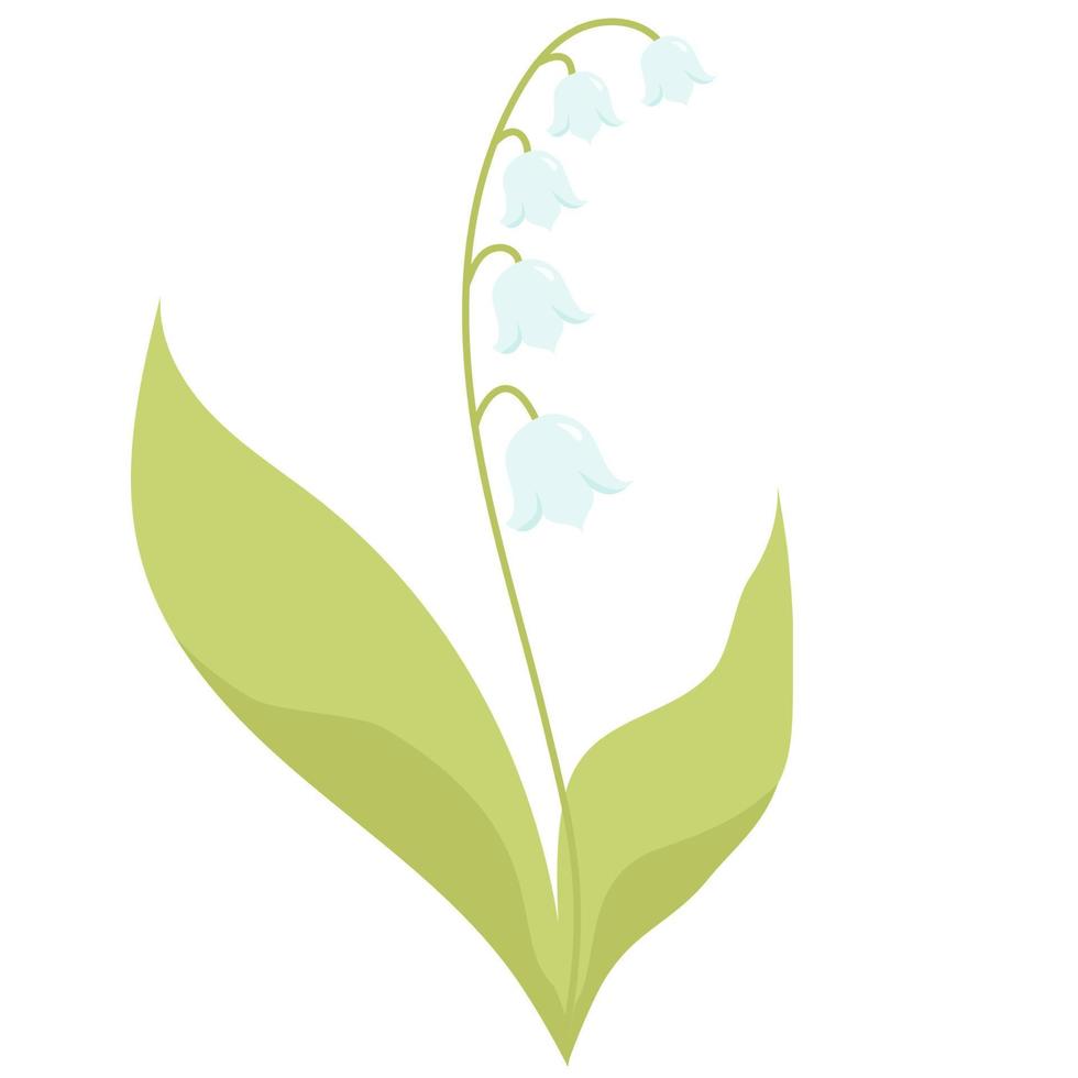 Beautiful May lily of valley with leaves. Vector illustration.  for design, postcards, decor and decoration, print