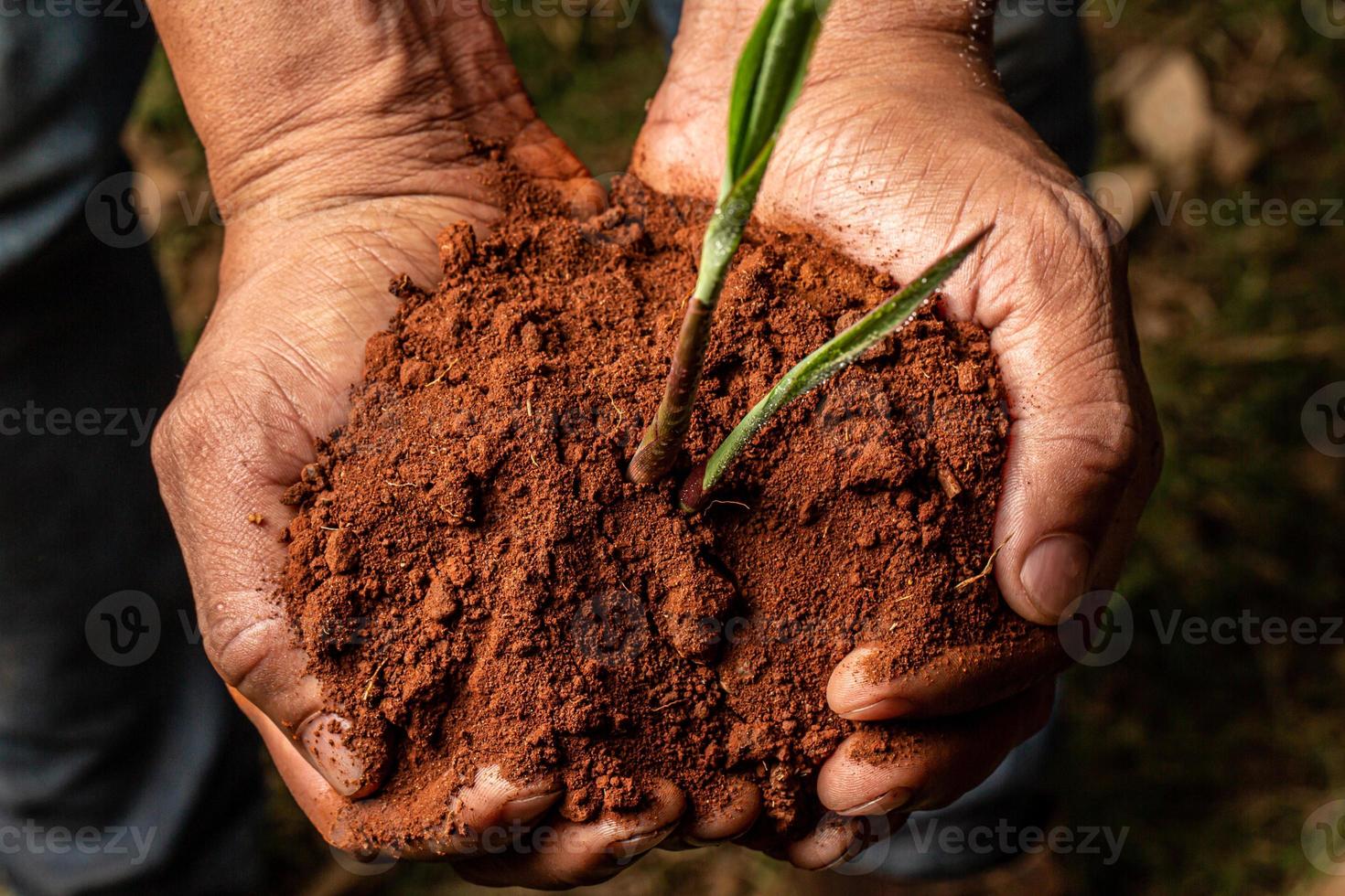 Young farmer man hands holding a green young plant. Symbol of spring and ecology concept photo