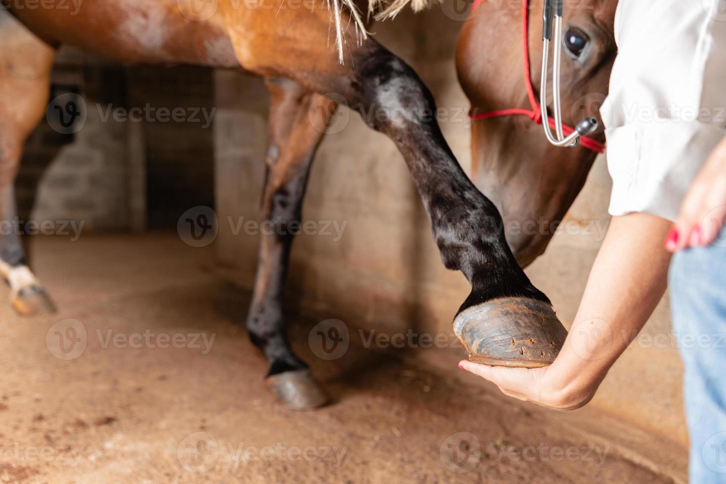 Veterinarian examining horse leg tendons. Selective focus on hoof. photo
