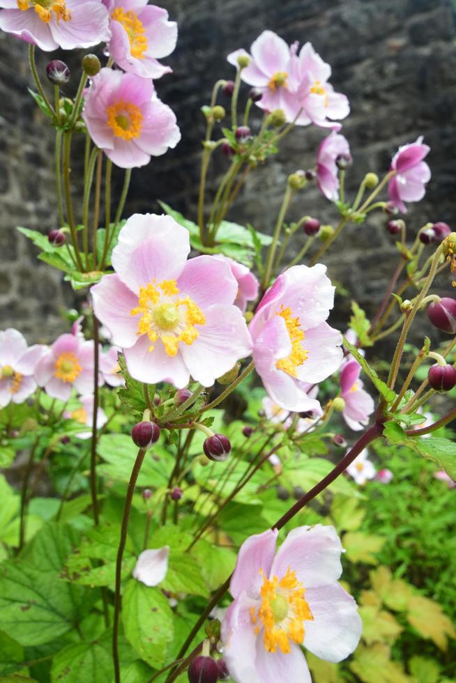 Flowers in bloom UK garden photo