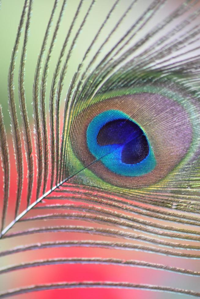 pluma de pavo real de colores foto