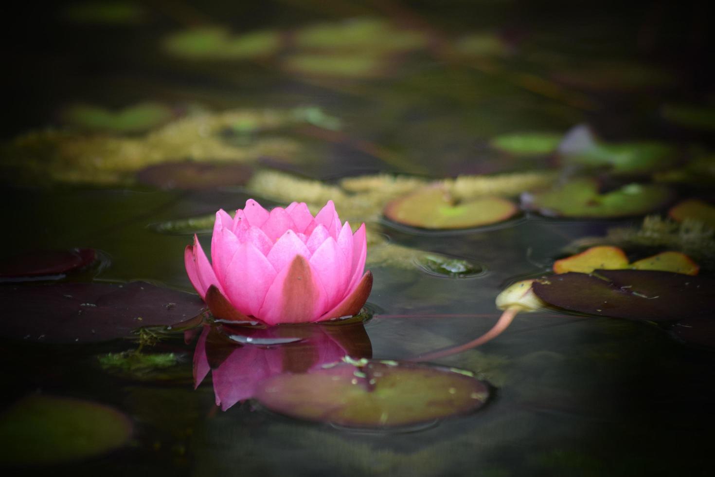 Bright Pink Waterlilies photo