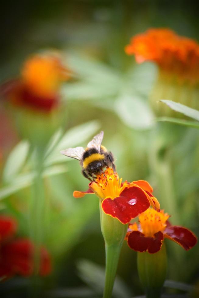 bees and insects on flowers photo